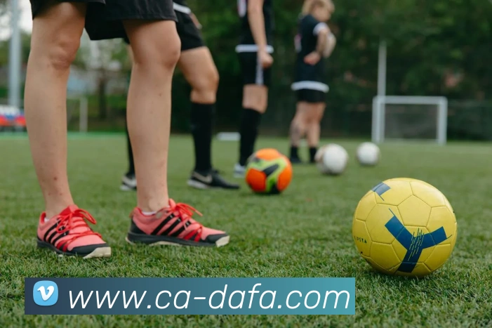 大发彩票平台生态图